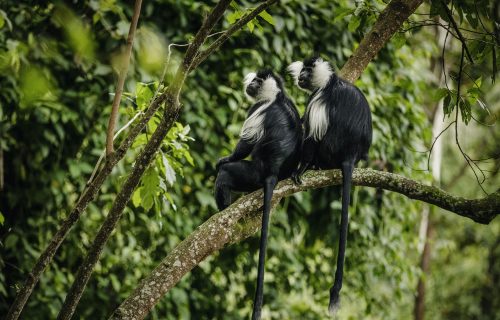 7 days for Classical Rwanda Primate World Adventure
