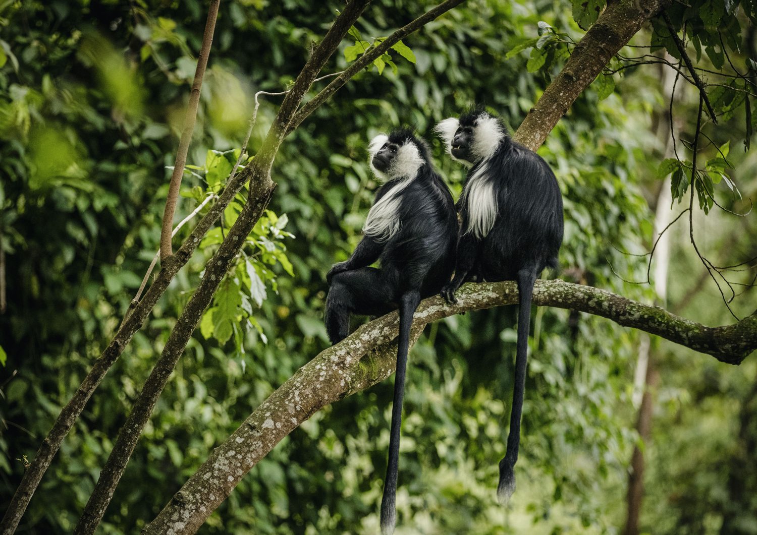 7 days for Classical Rwanda Primate World Adventure