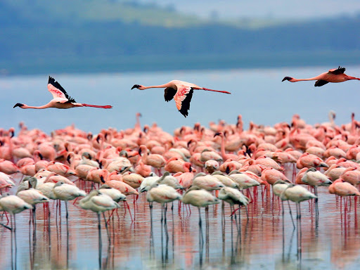 Lake Nakuru National Reserve
