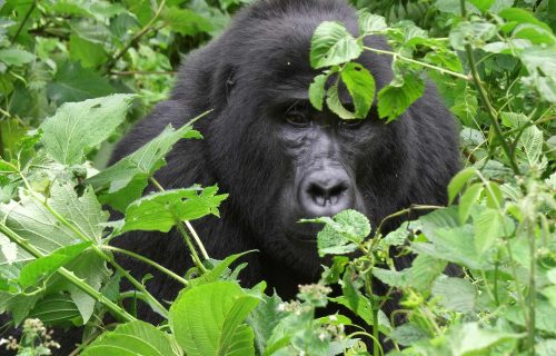 8 Days Best of Uganda Gorilla Encounter Adventure Safari