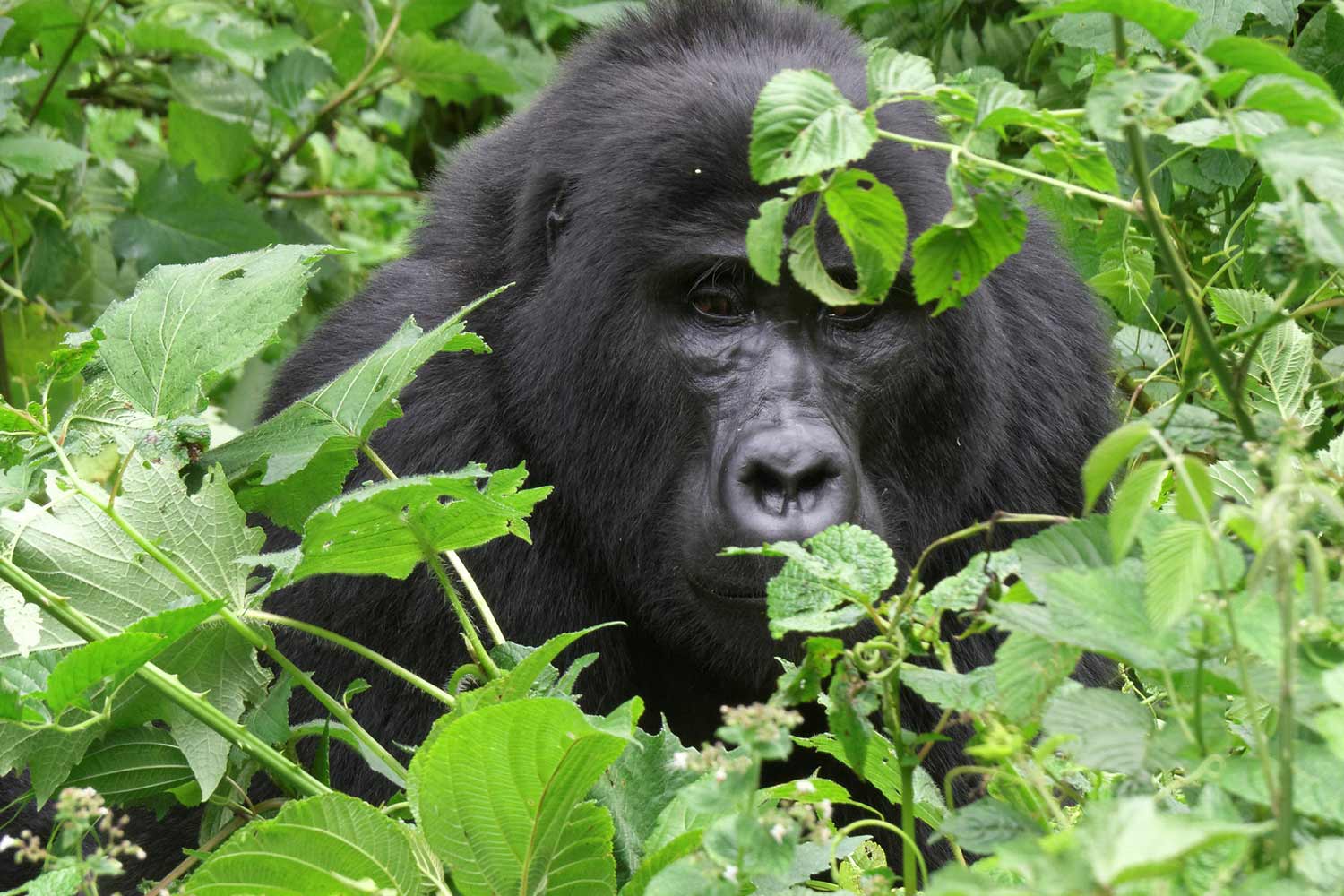 8 Days Uganda Gorilla Encounter Adventure Safari