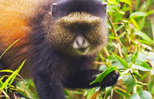 8 Days Rwanda Primate Adventure Safari