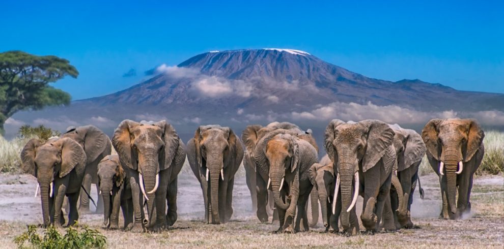 3 Days Tour in Amboseli National Park