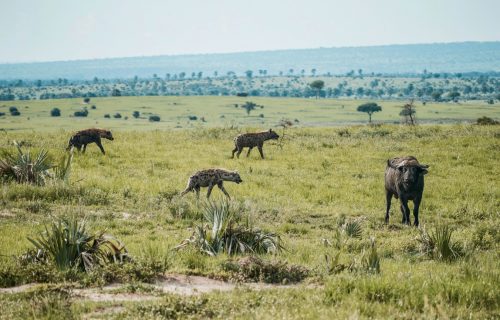 3 Days Adventure Nairobi to Tsavo West National Park