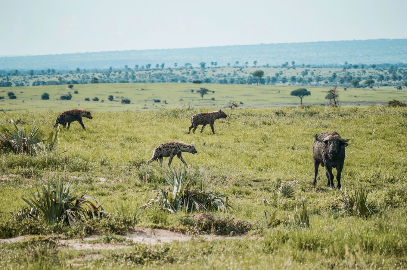 3 Days Adventure Nairobi to Tsavo West National Park