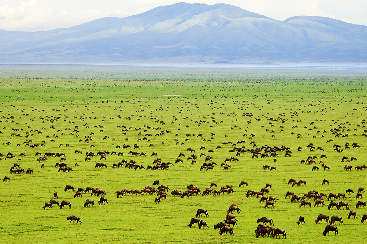 1 Day Sadaani National Park Safari