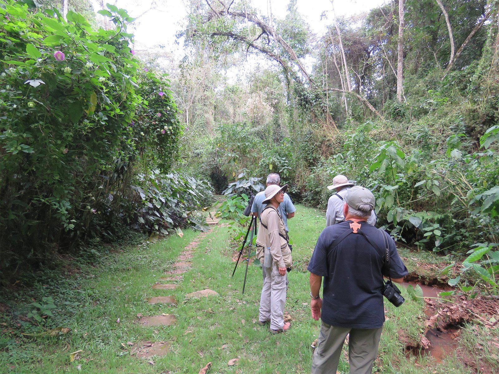 Kakamega Forest National Reserve