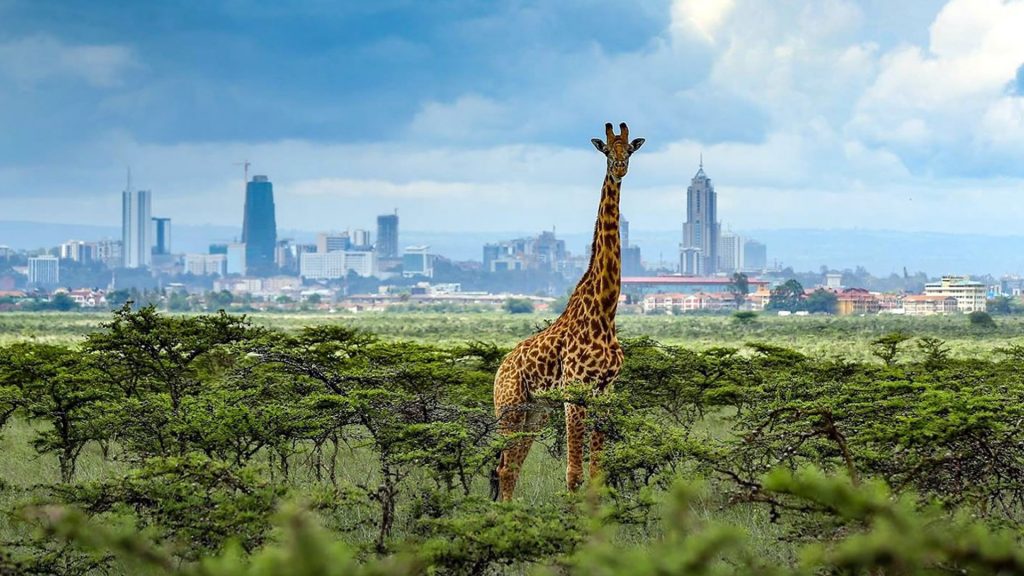 Half Day Nairobi National Park Adventure Trip