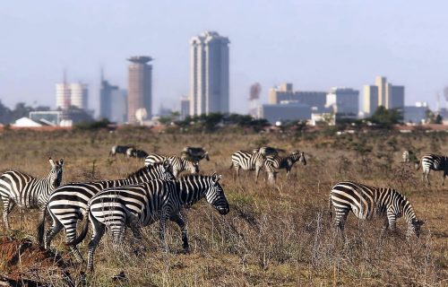 2 Days Nairobi National Park Wildlife Adventure Safari