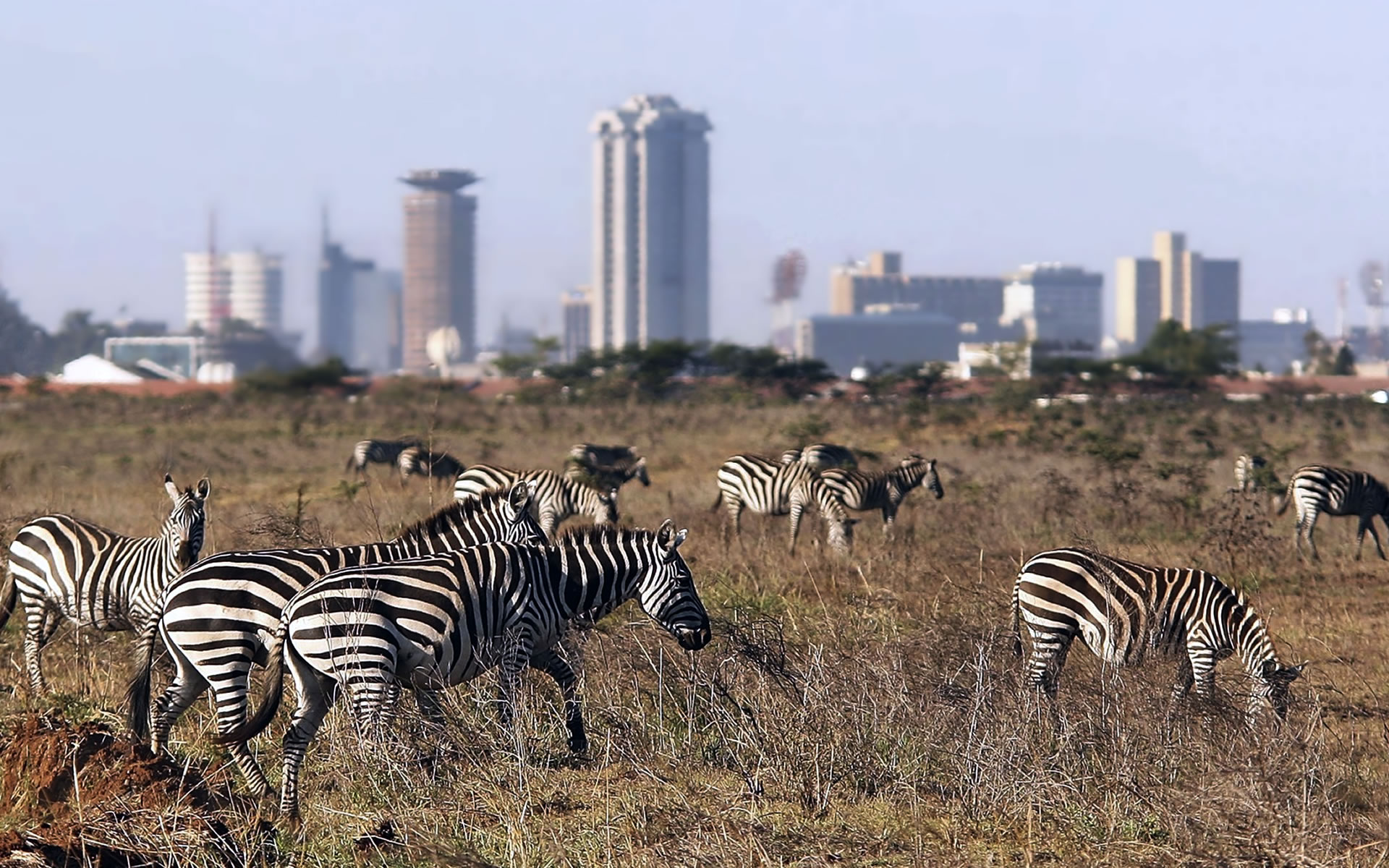 2 Days Nairobi National Park Wildlife Adventure Safari