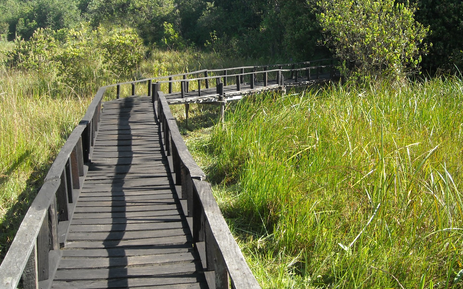 1 Day Trip to Saiwa Swamp National Park