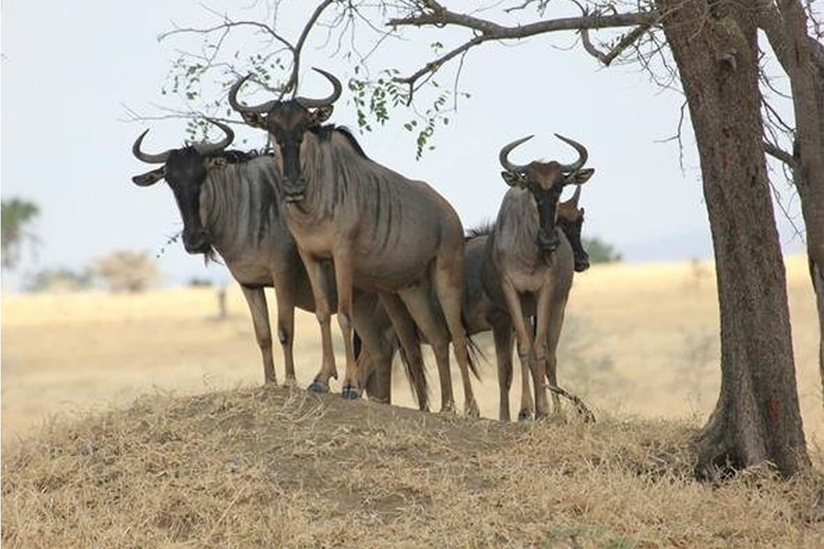 1 Day Trip to Selous Game Reserve