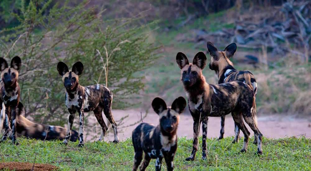 Mugie Conservancy