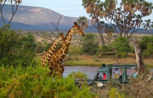 4 Days Game Viewing Safari in Shaba National Reserve