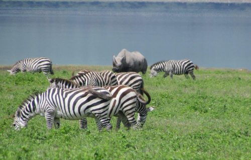 3 Days Best of Lake Manyara National Park Tour