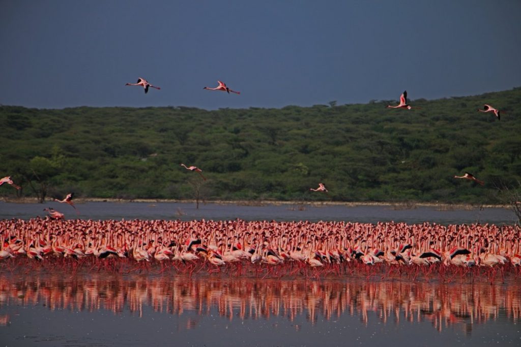 2 Days Lake Bogoria National Reserve Tour
