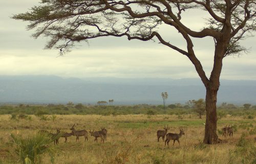 3 Days Mwingi National Reserve Safari