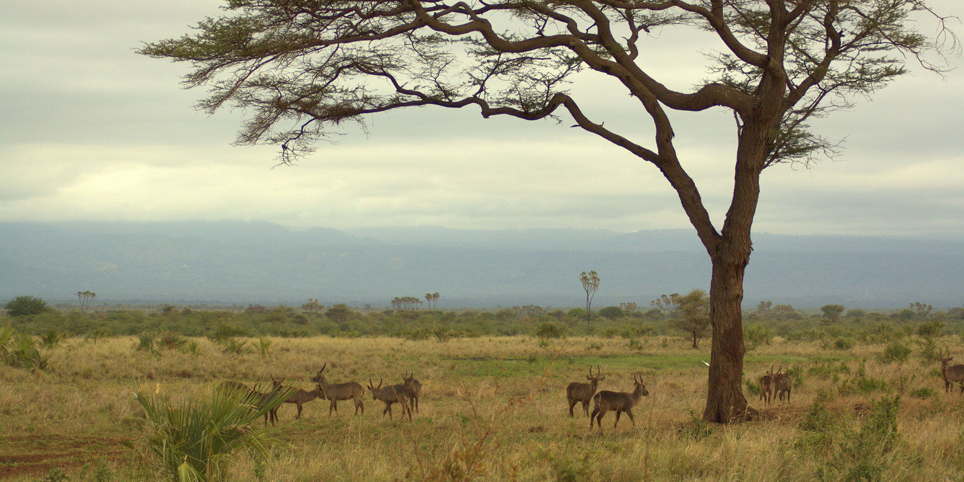3 Days Mwingi National Reserve Safari