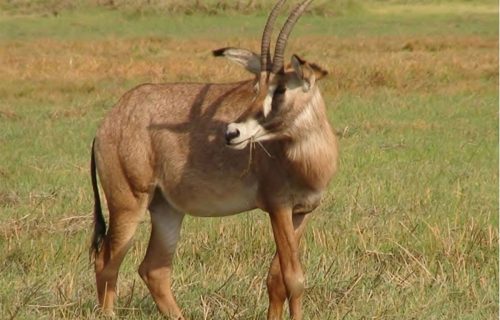 2 Days Game Viewing Adventure in Ruma National Park