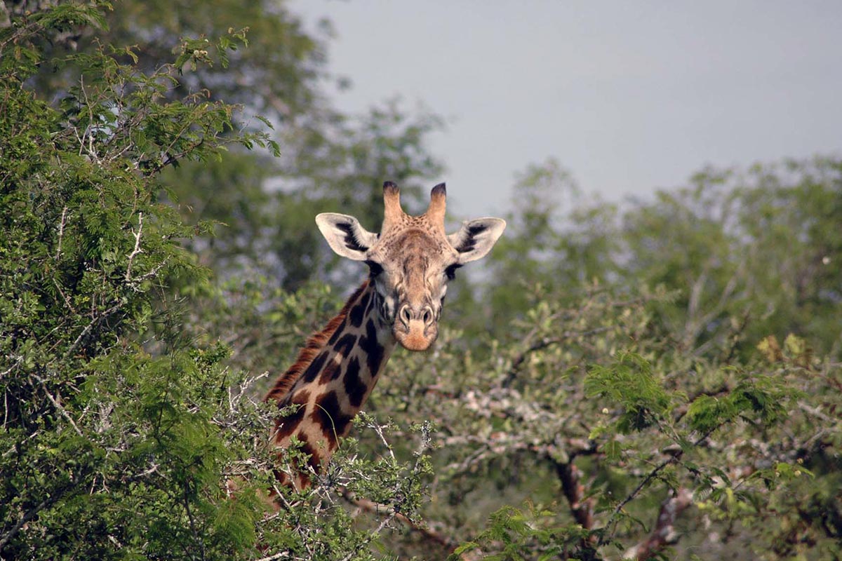 1 Day Akagera National Park Game Drive Safari