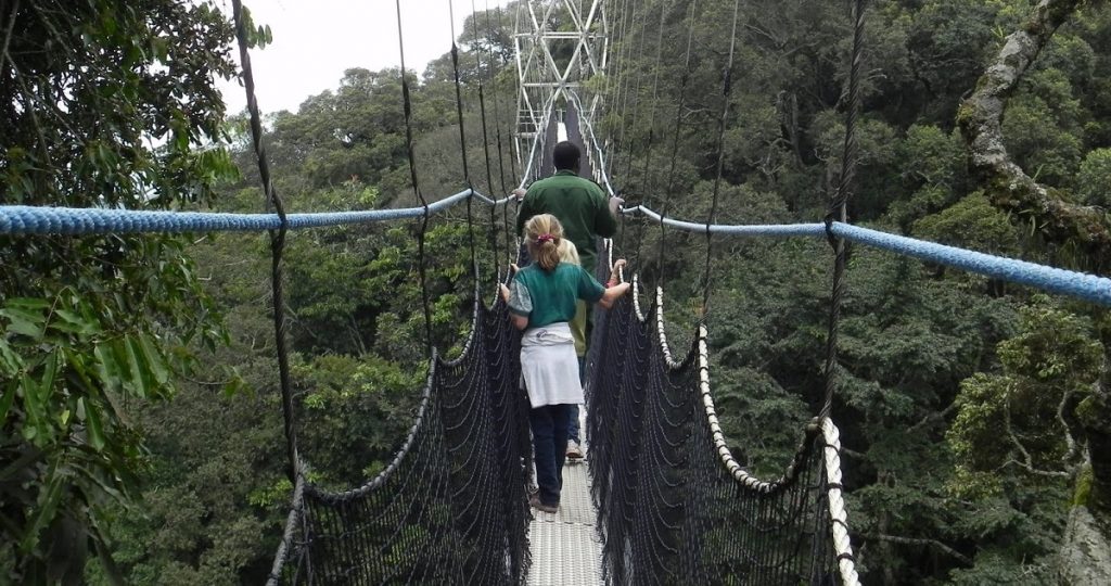 1 Day Nyungwe National Park Tour