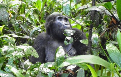 3 Days Magical Double Gorilla Tracking Safari