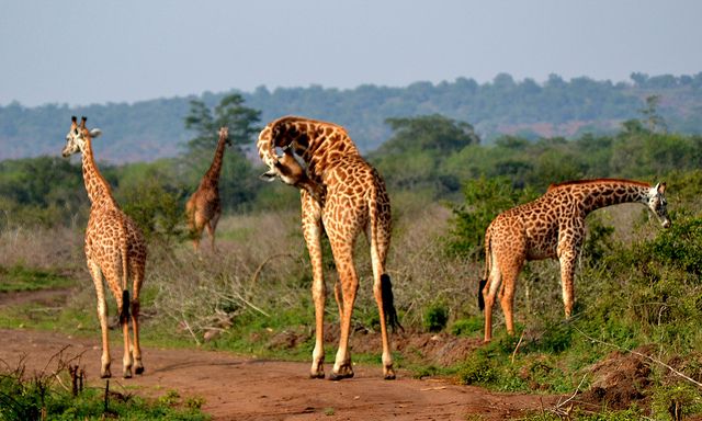 Akagera National Park