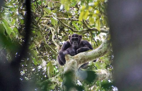 3 Days Chimpanzee Tracking & Canopy walk in Nyungwe National Park Rwanda