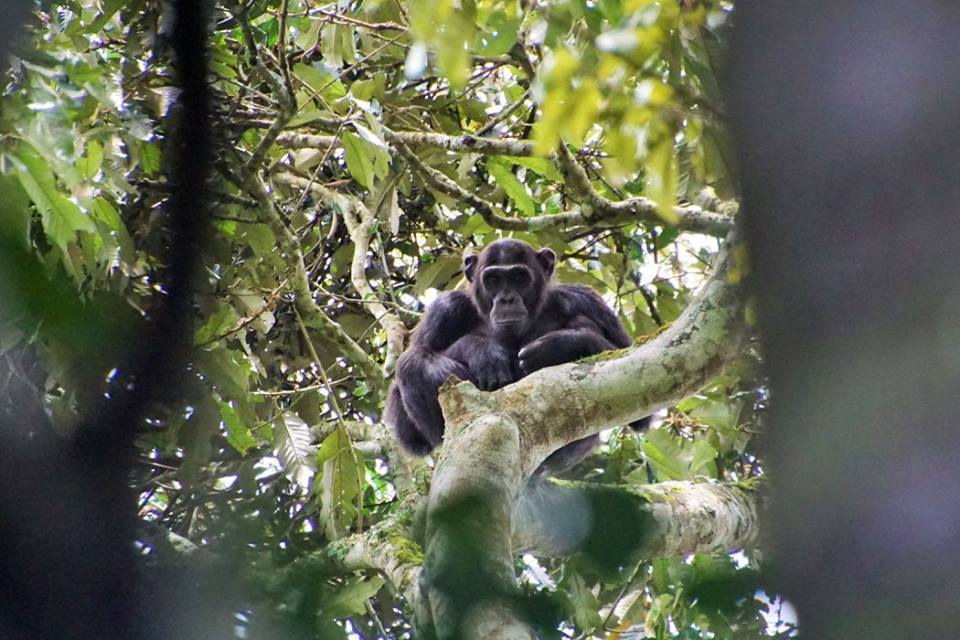 3 Days Chimpanzee Tracking & Canopy walk in Nyungwe National Park Rwanda