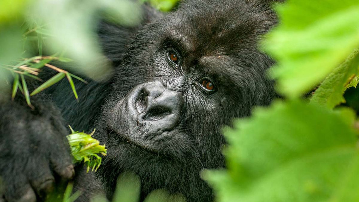 7 Days Rwanda Primates Safari Adventure