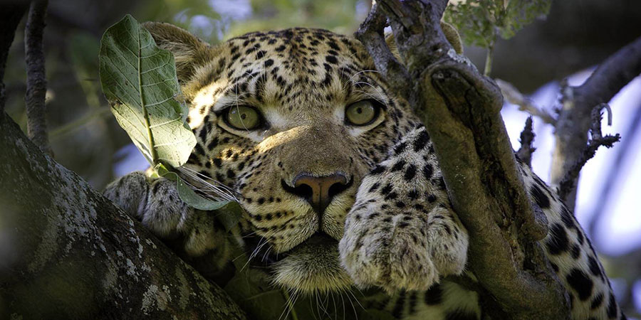 Leopard Captured During The Trip Organized By Enclose Africa Safaris As Best Tanzania Tour Operator