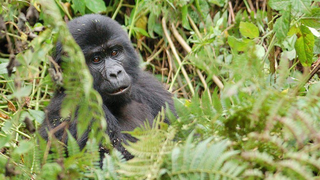 2 Days Gorilla Trekking Safari in Mgahinga National Park