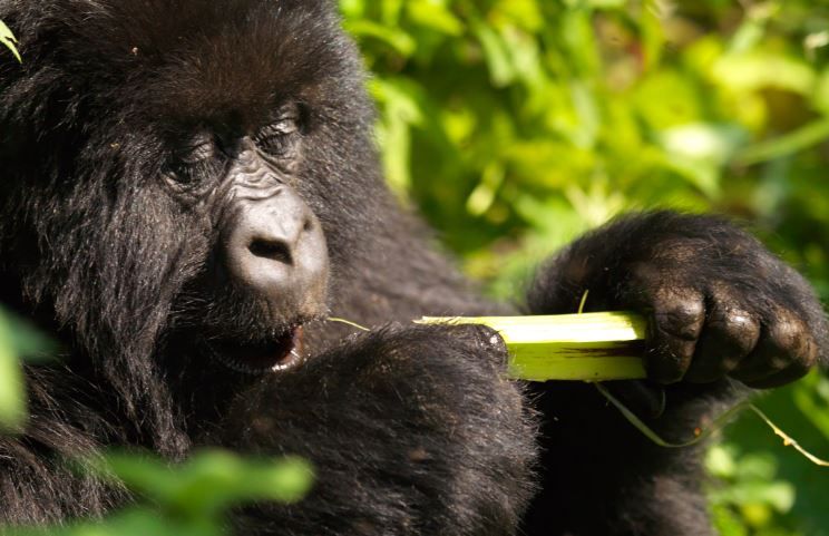 Mgahinga National Park