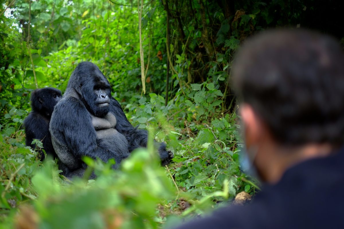 6 Days Mgahinga Gorilla National Park Tour