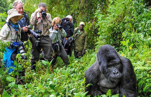 8 Days Magical Rwanda and Mgahinga Gorilla Trip