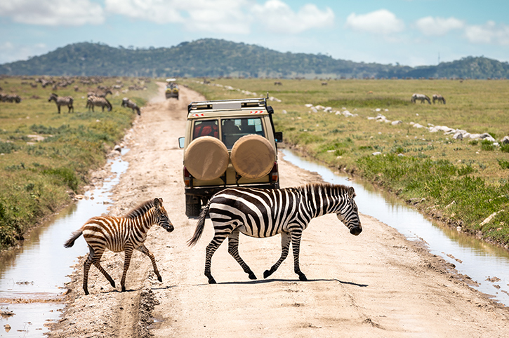 serengeti safari wildlands
