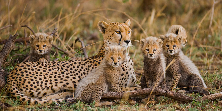 When Visit Tanzania You Can Spot Many Animals Including Leopards