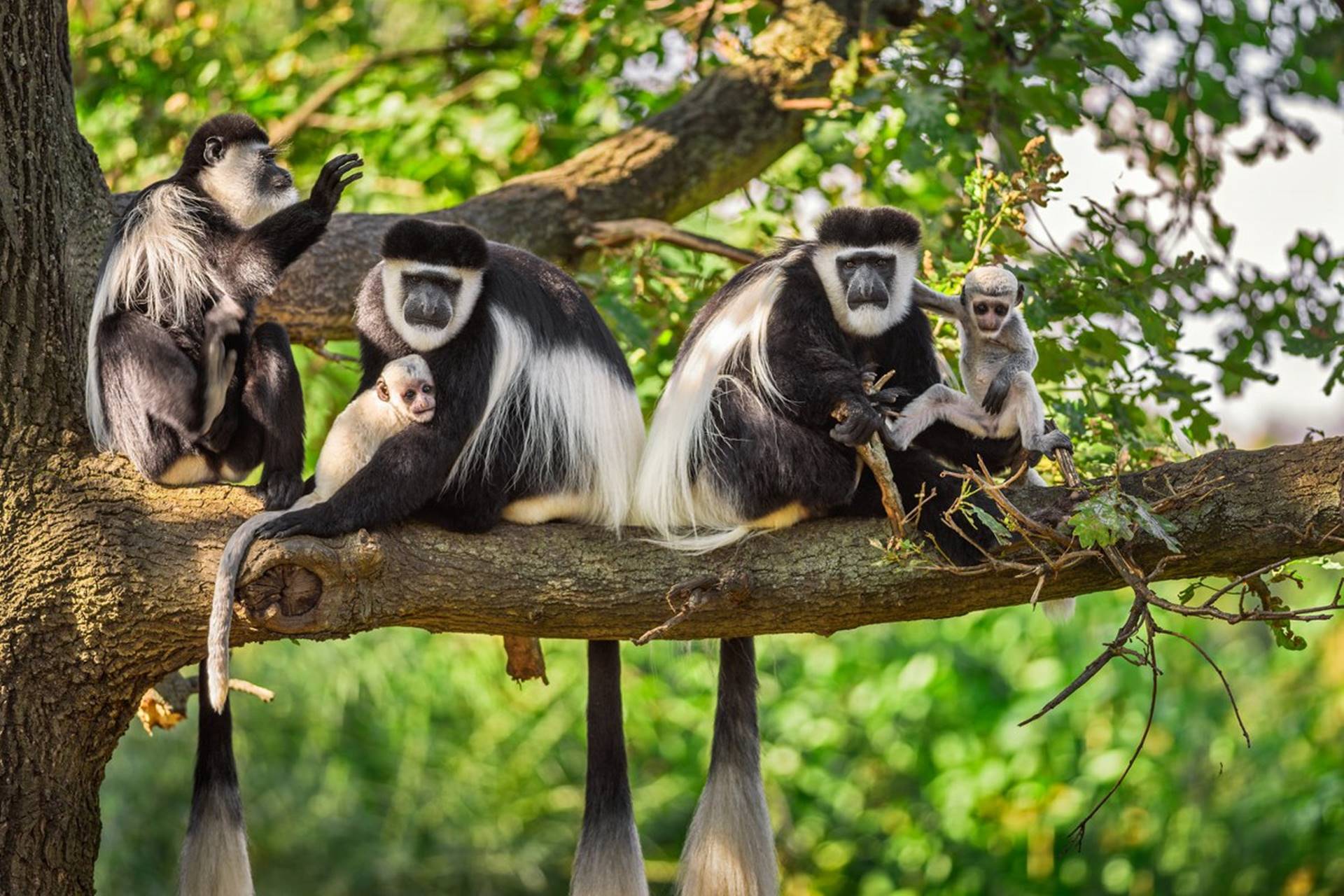 7 Days Luxury Rwandan Primate Tour