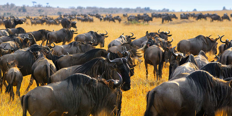 Kenya Safari Packages