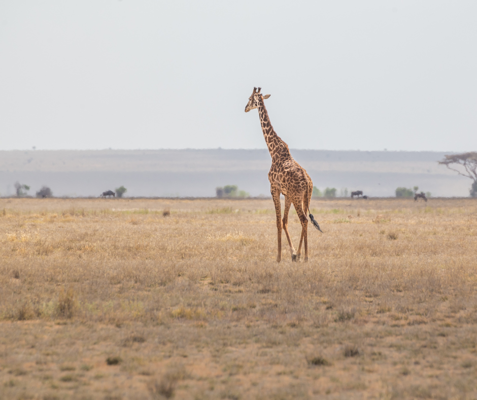Top 10 Things To Do In Kenya - Enclose Africa Safaris