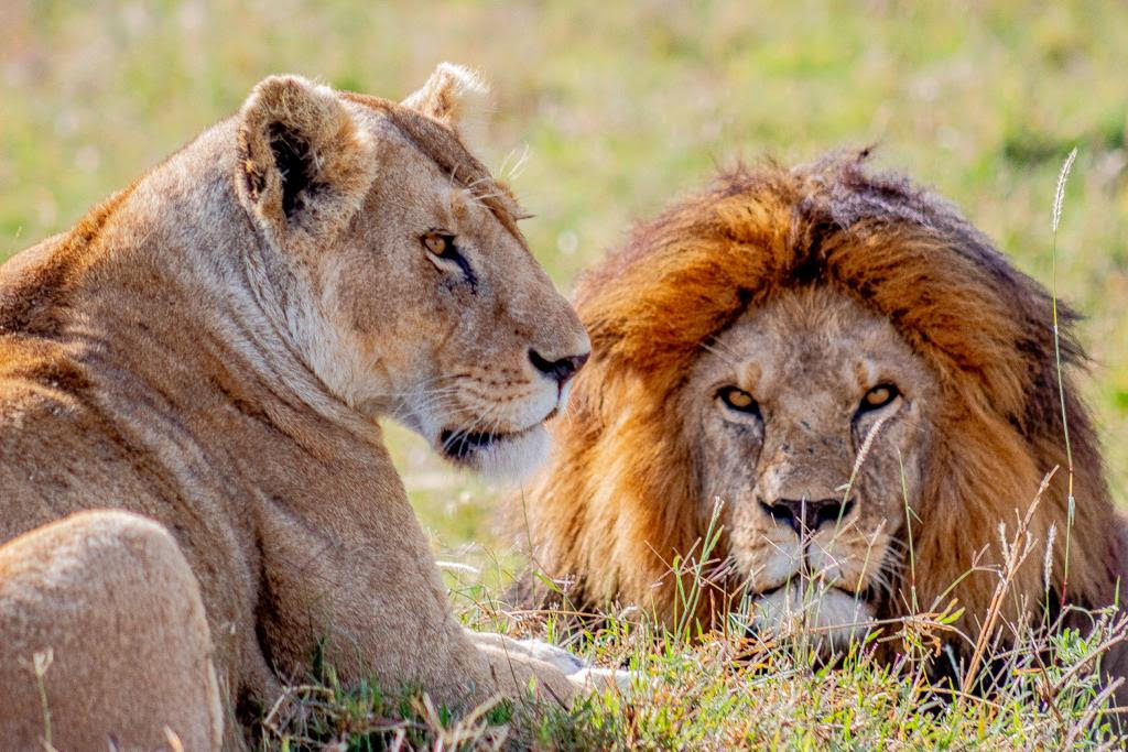 King And Queen Lions In Nyerere National Park