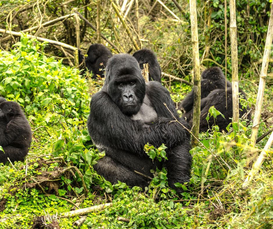 Gorilla Families In Volcanoes National Park - Enclose Africa Safaris