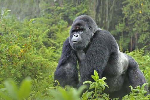 Silverback one of the leader of gorillas families in the Volcanoes National Park - 11 Days Rwanda Gorilla Trek and Tanzania Safari