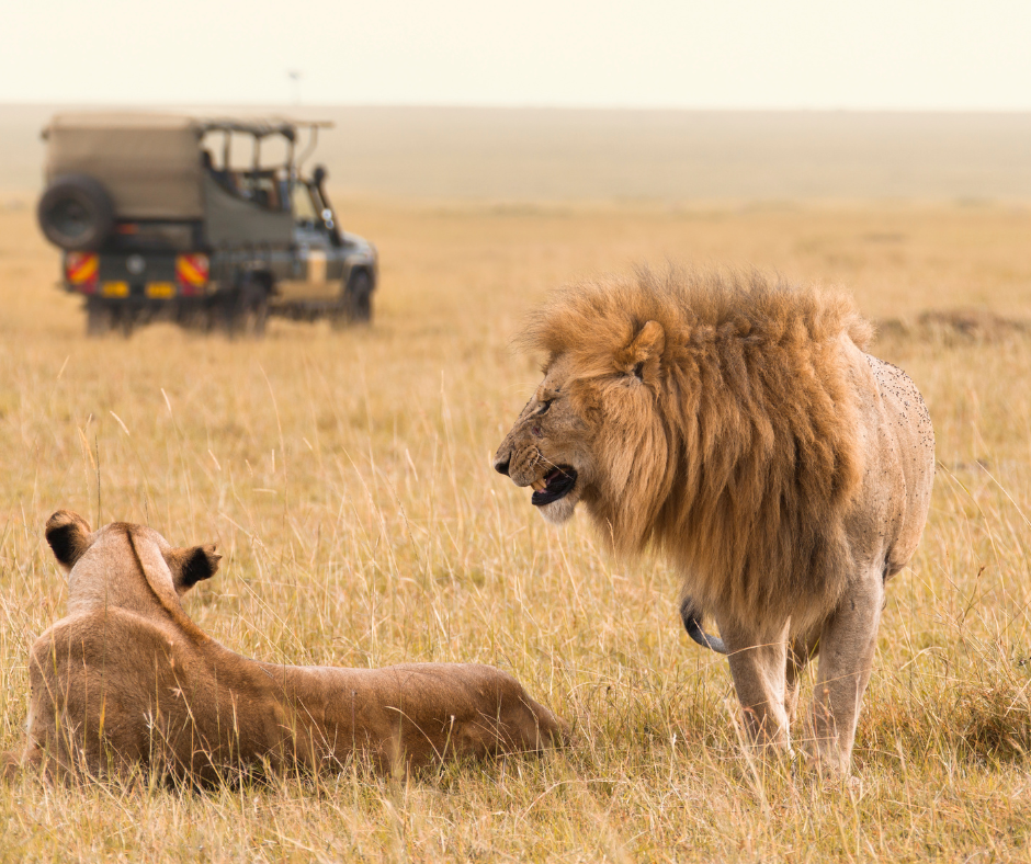 Big 5 Animals On An African Safari
