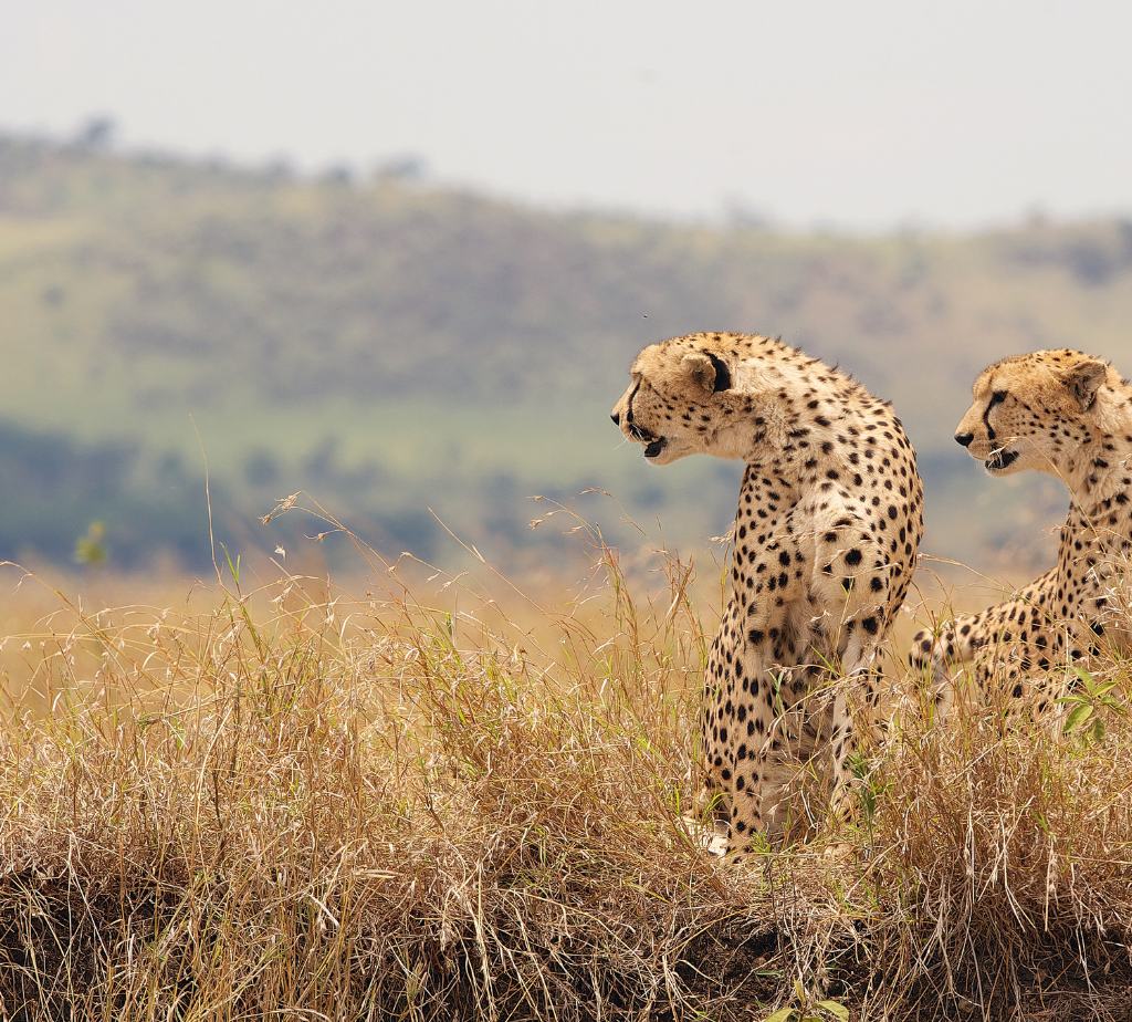 Tanzania African Safaris - Cheetahs