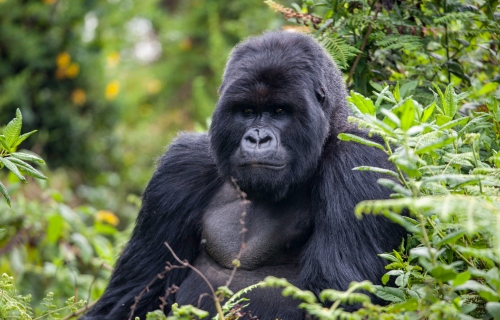 10 Days Uganda Extreme Gorilla Wildlife Adventure Safari