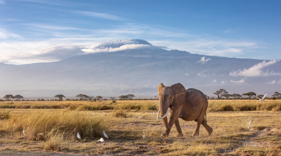 Mt Kilimanjaro - African Safari Inquiries