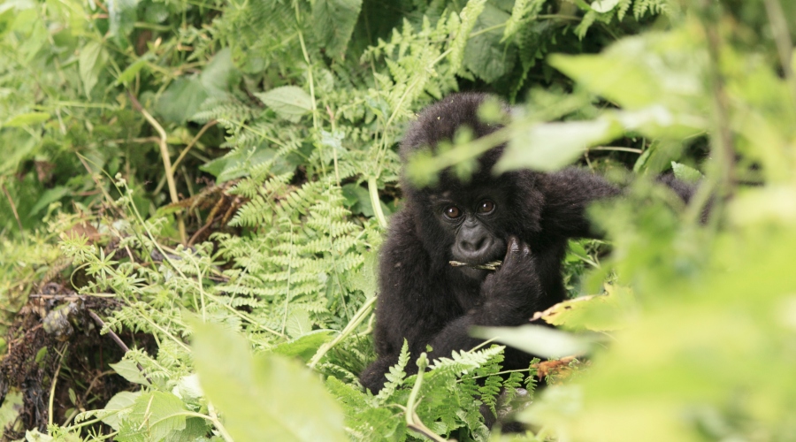 Rwanda Gorillas - African Safari Inquiries