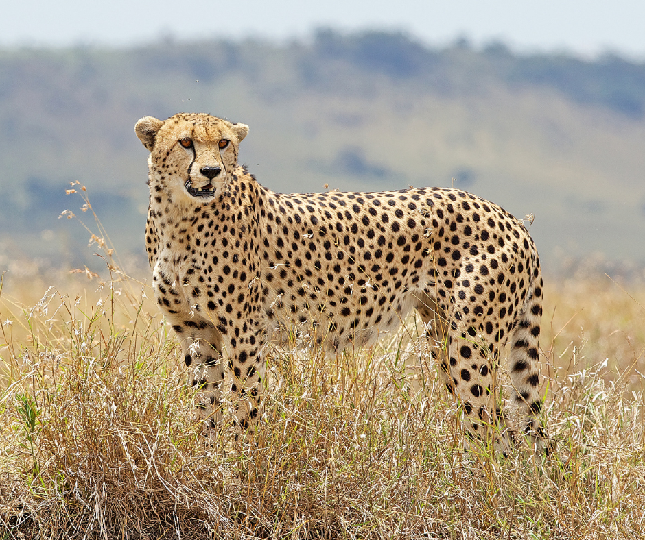 Tanzania African Safaris - Cheetahs - 8 Days Tanzania Northern Circuit Safari