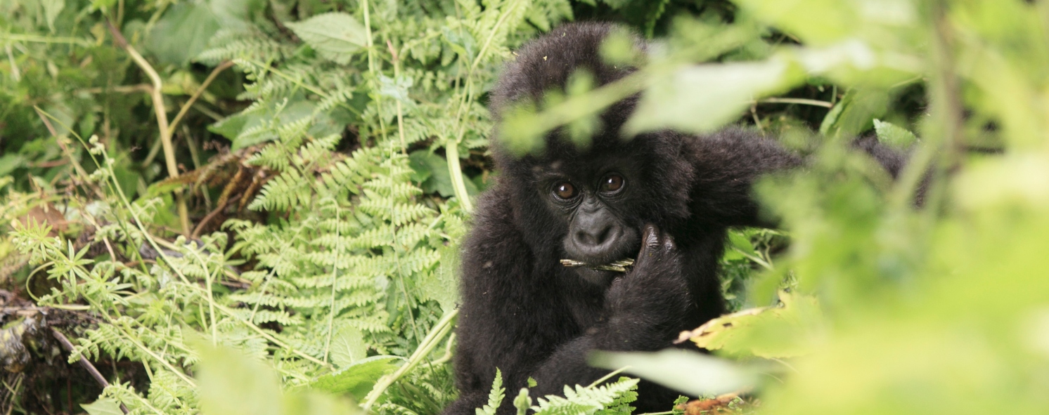 Gorilla trekking in Rwanda and Uganda